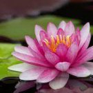 1 PCS Seeds Pink Nelumbo Nucifera Lotus Flowers Pond Plants Bonsai Indoor