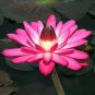 1 PCS Seeds Pink Nelumbo Nucifera Lotus Flowers Pond Plants Bonsai Indoor