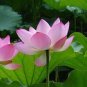 1 PCS Seeds Pink Nelumbo Nucifera Lotus Flowers Pond Plants Bonsai Indoor