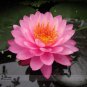 1 PCS Seeds Pink Nelumbo Nucifera Lotus Flowers Pond Plants Bonsai Indoor