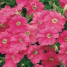 60 PCS Seeds Pink Petunia Bright Color Rare 60 PCS Seeds Pink Petunia Bright Color Rare