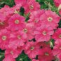 60 PCS Seeds Pink Petunia Bright Color Rare