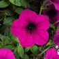 60 PCS Seeds Pink Petunia Bright Color Rare