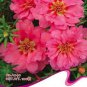 100 PCS Seeds Pink Portulaca Grandiflora