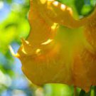 20 PCS Seeds Pink Purple Yellow Red White Datura Stramonium Jimson