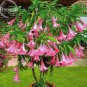 20 PCS Seeds Pink Purple Yellow Red White Datura Stramonium Jimson