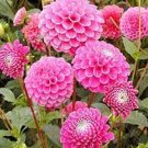50 PCS Seeds Pink Red Dahlia Flower