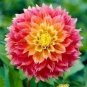 50 PCS Seeds Pink Red Dahlia Flower