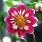 50 PCS Seeds Pink Red Dahlia Flower