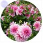 50 PCS Seeds Pink Red Dahlia Flower