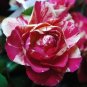 50 PCS Seeds Pink Rose Red Strip Shrub Flower