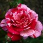 50 PCS Seeds Pink Rose Red Strip Shrub Flower