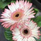 20 PCS Seeds PINK Series Gerbera Daisy Perennial Gerbera Jamesonni Plants