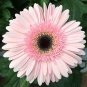 20 PCS Seeds PINK Series Gerbera Daisy Perennial Gerbera Jamesonni Plants