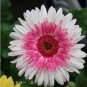 20 PCS Seeds PINK Series Gerbera Daisy Perennial Gerbera Jamesonni Plants