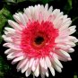 20 PCS Seeds PINK Series Gerbera Daisy Perennial Gerbera Jamesonni Plants