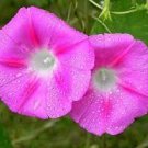 50 PCS Seeds Pink Shibori Hige Ipomoea Purpurea Morning Glory
