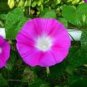 50 PCS Seeds Pink Shibori Hige Ipomoea Purpurea Morning Glory