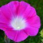 50 PCS Seeds Pink Shibori Hige Ipomoea Purpurea Morning Glory