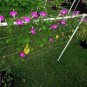 50 PCS Seeds Pink Shibori Hige Ipomoea Purpurea Morning Glory