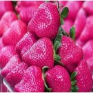 300 PCS Seeds Pink Strawberry Hybrid Seeds Giant Juicy Potted Fruit