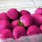 300 PCS Seeds Pink Strawberry Hybrid Seeds Giant Juicy Potted Fruit
