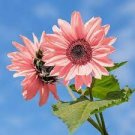 20 PCS Seeds Pink sunflower seeds Perennial indoor flower plant 20 PCS Seeds Pink sunflower seeds Perennial indoor flower plant