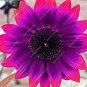 20 PCS Seeds Pink sunflower seeds Perennial indoor flower plant