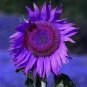 20 PCS Seeds Pink sunflower seeds Perennial indoor flower plant