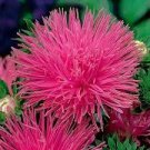 40 PCS Seeds Pink Sweet Sultan Cornflower