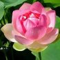 5 PCS Seeds Pink Wild Lotus Big Blooms