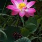 5 PCS Seeds Pink Wild Lotus Big Blooms