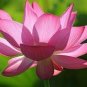 5 PCS Seeds Pink Wild Lotus Big Blooms