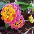 10 PCS Seeds Pink Yellow Lantana Camara Perennial Flowers 10 PCS Seeds Pink Yellow Lantana Camara Perennial Flowers