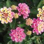 10 PCS Seeds Pink Yellow Lantana Camara Perennial Flowers