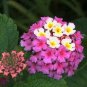 10 PCS Seeds Pink Yellow Lantana Camara Perennial Flowers