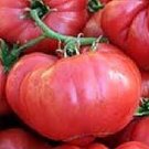 50 PCS Seeds Pink Tomato Big Fruit