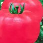 50 PCS Seeds Pink Tomato Big Fruit