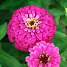 50 PCS Seeds Pink Zinnia Elegans Common Zinnia Youth-and-Old-Age