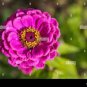 50 PCS Seeds Pink Zinnia Elegans Common Zinnia Youth-and-Old-Age