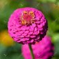 50 PCS Seeds Pink Zinnia Elegans Common Zinnia Youth-and-Old-Age