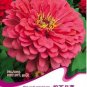 50 PCS Seeds Pink Zinnia Elegans Common Zinnia Youth-and-Old-Age