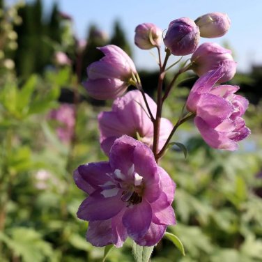 50 PCS Seeds Pinkish Light Purple Delphinium Flowers