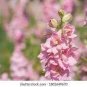 50 PCS Seeds Pinkish Light Purple Delphinium Flowers