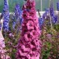 50 PCS Seeds Pinkish Light Purple Delphinium Flowers