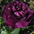 50 PCS Seeds Pinkish Purple Rose Tree Flower