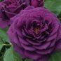 50 PCS Seeds Pinkish Purple Rose Tree Flower
