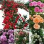 50 PCS Seeds Pinkish Purple Rose Tree Flower