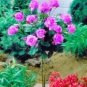 50 PCS Seeds Pinkish Purple Rose Tree Flower