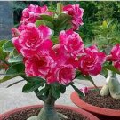 10 PCS Seeds Pinkish Red & Dark Red Mixed Adenium Bonsai Flowers 10 PCS Seeds Pinkish Red & Dark Red Mixed Adenium Bonsai Flowers